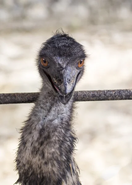 Portret emu — Zdjęcie stockowe