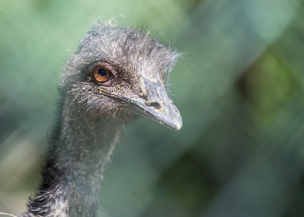 Portret emu — Zdjęcie stockowe