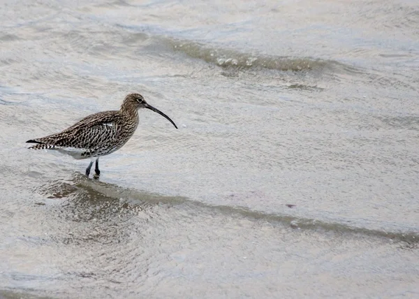 Curlew in Clontarf, Ierland — Stockfoto