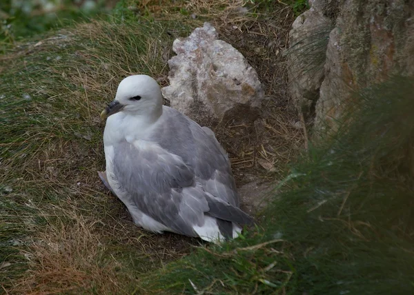 Fulmar — Stock Photo, Image