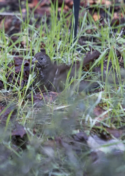 Fuchssperling — Stockfoto