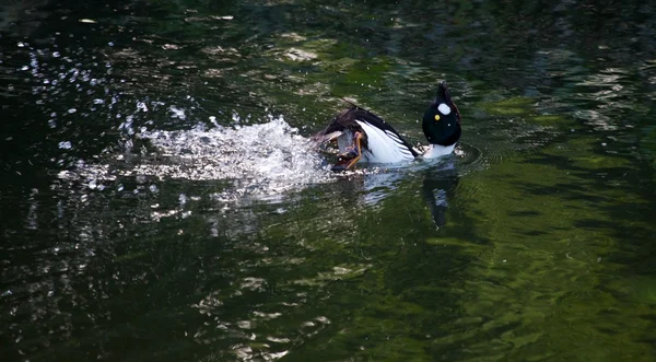 Pato Goldeneye fazendo dança para impressionar fêmea — Fotografia de Stock