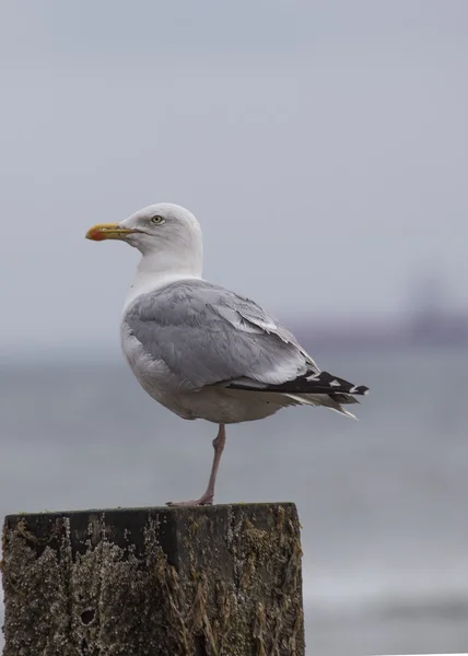 Great Black-Backed Seagull — Stock Photo, Image