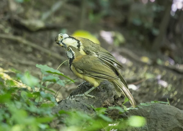 Größere Halsketten-Lachdrossel — Stockfoto