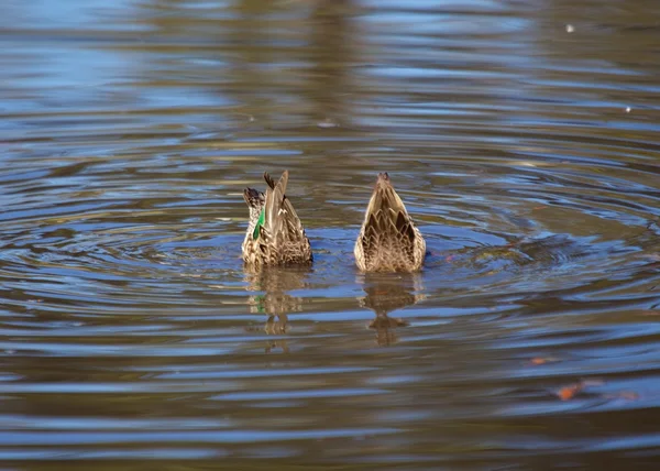 Green Winged Teals Going For A Dive — Stock Photo, Image