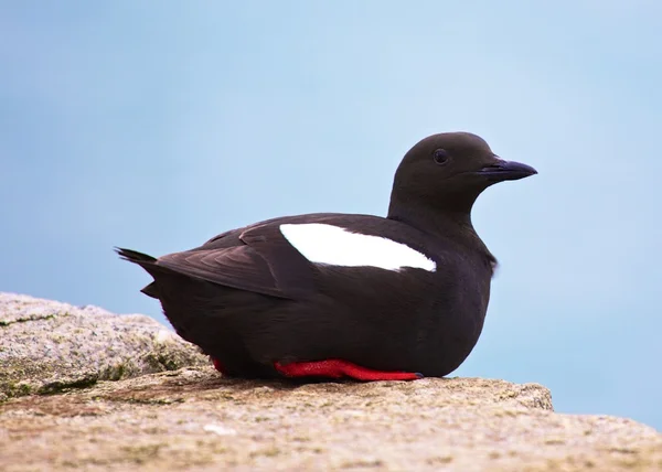 Guillemot hängande om — Stockfoto