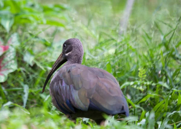 Ibis hadeda — Foto Stock