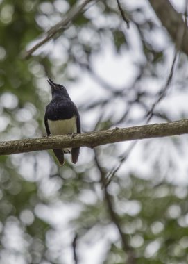 oryantal saksağan robin