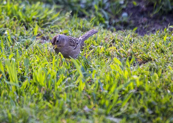Fehér Koronás Sparrow — Stock Fotó