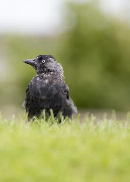 Jackdaw — Stock Photo, Image