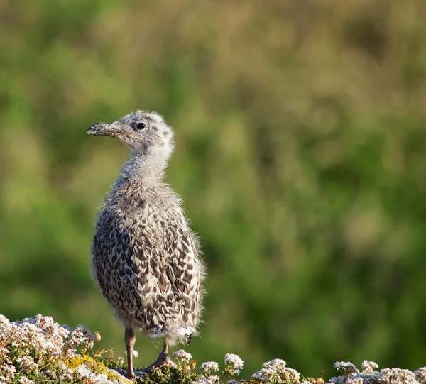 Juvenile Herring Gull — Stock Photo, Image