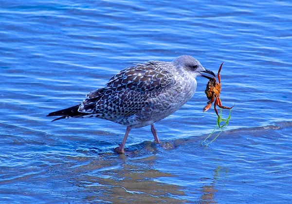 Gaviota Comiendo Cangrejo y Algas — Foto de Stock