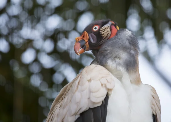 Sup královský (sarcoramphus papa) — Stock fotografie