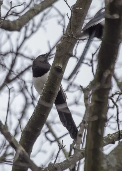 Magpie. — Fotografia de Stock