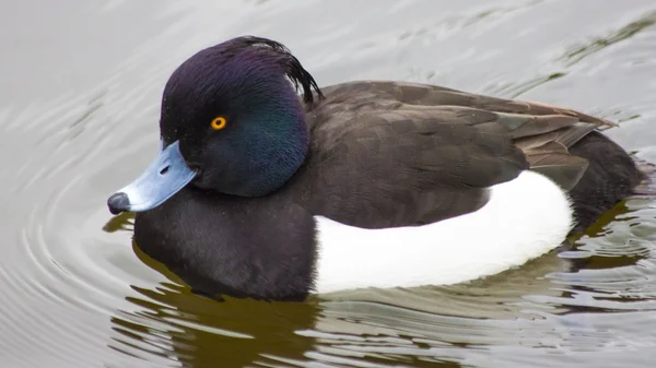 Pato copetudo — Foto de Stock