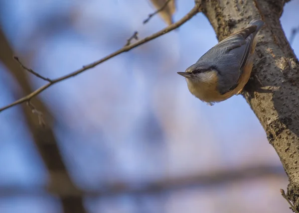 Nuthatch — Stock Photo, Image