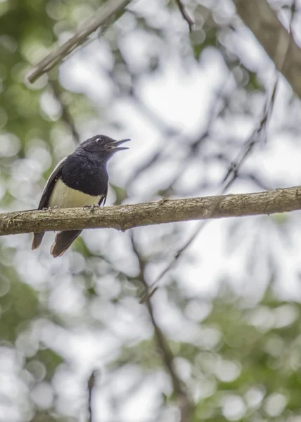 Oriental Magpie Robin — Stock Photo, Image