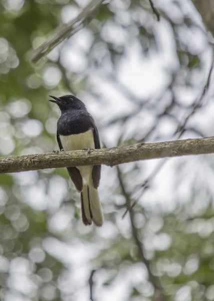 Oriental Magpie Robin — Stock Photo, Image