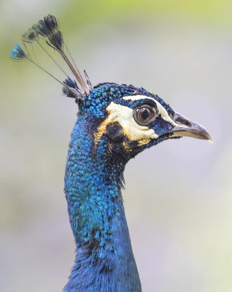 Pfau — Stockfoto