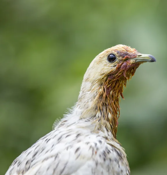 Pied Imperial Pigeon — Stock Photo, Image