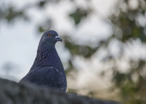 Pombo — Fotografia de Stock