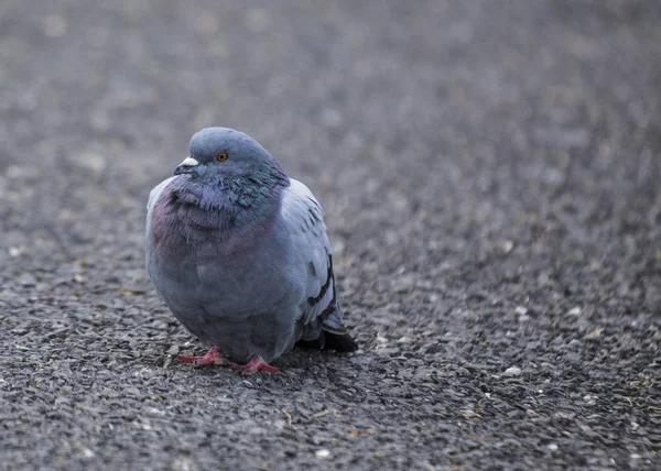 Pigeon — Stock Photo, Image