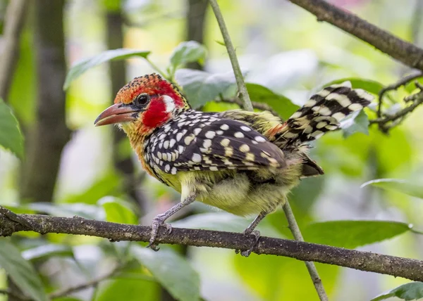 Barbet vermelho e amarelo — Fotografia de Stock