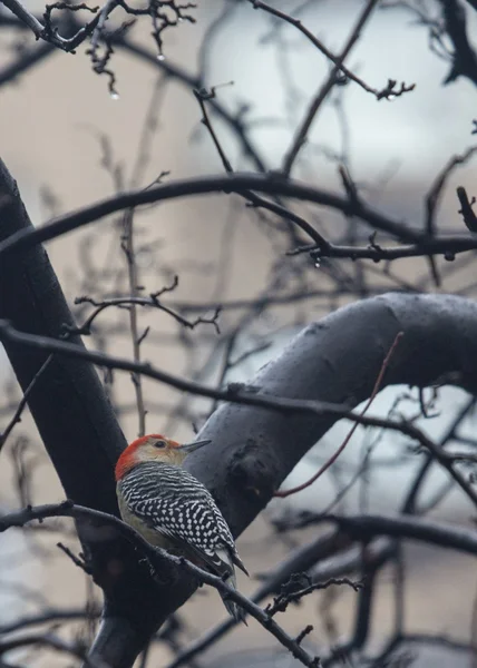 Red Bellied Woodpecker — Stock Photo, Image