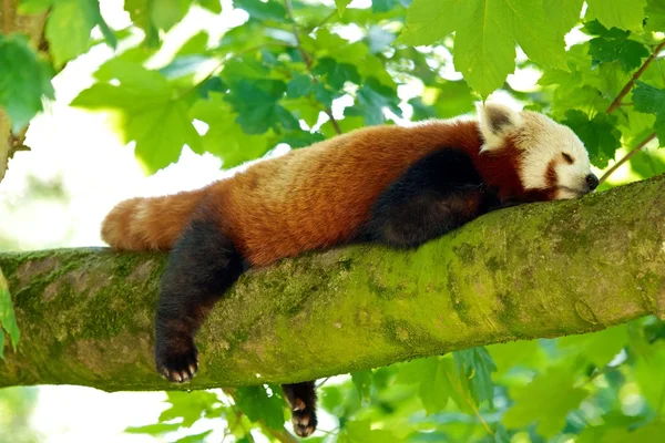 Kırmızı panda uyuyor.