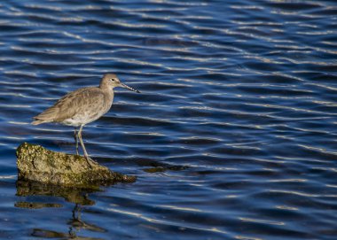 Willet