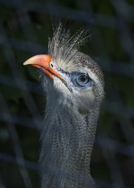 Seriema à pattes rouges — Photo