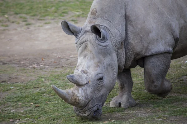 Neushoorn — Stockfoto