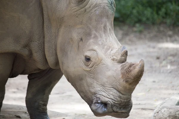 Rhinoceros — Stock Photo, Image