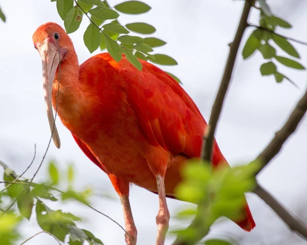 Ibis szkarłatny — Zdjęcie stockowe