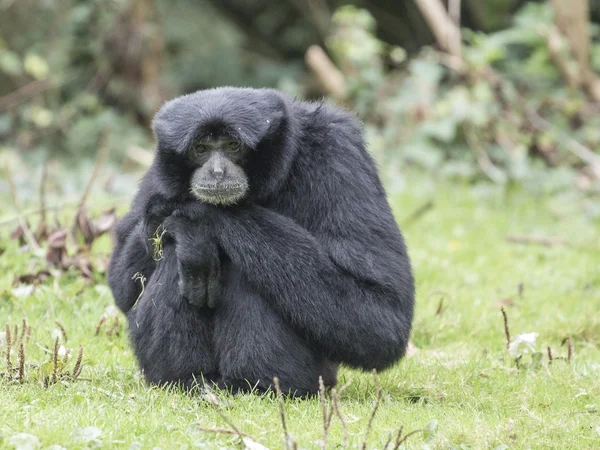 Siamang-Gibbon — Stockfoto