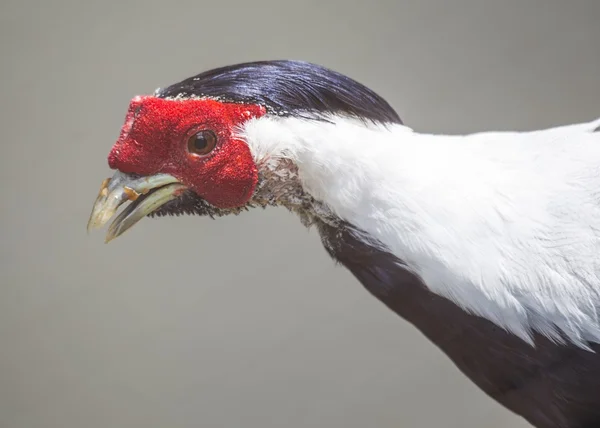 Bažant stříbrný portrét — Stock fotografie