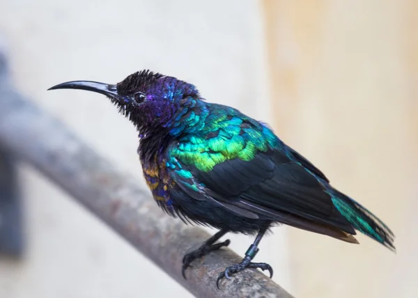 Splendid Sunbird — Stock Photo, Image