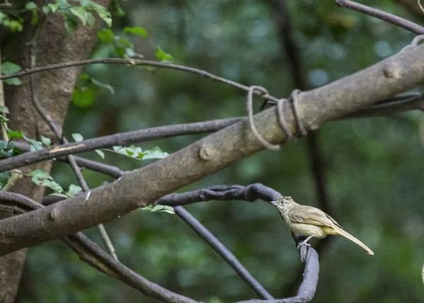 Bulbul gola striscia — Foto Stock