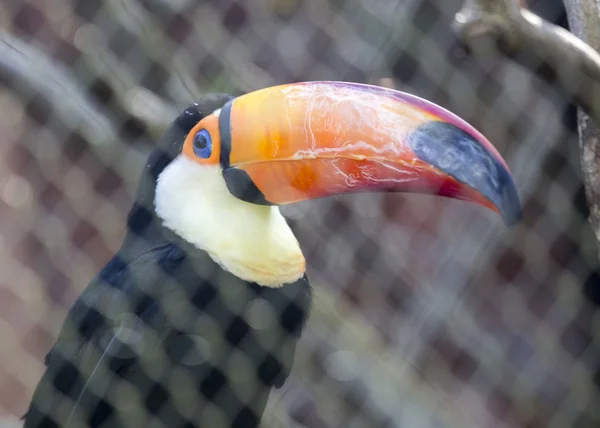 Tucán toco — Foto de Stock