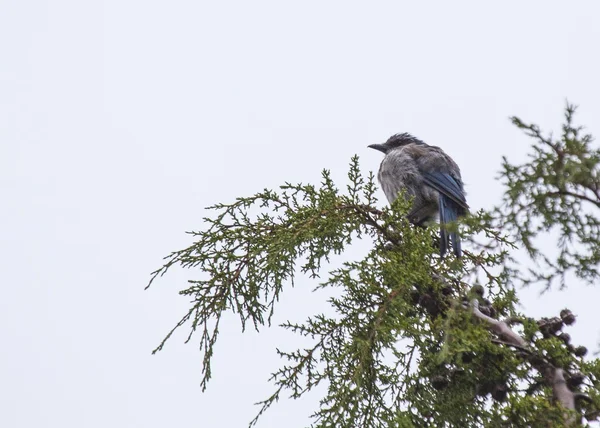 Západní Scrubjay — Stock fotografie