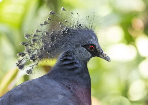 Коронный голубь Виктории — стоковое фото