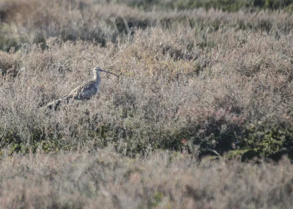 Whimbrel. —  Fotos de Stock