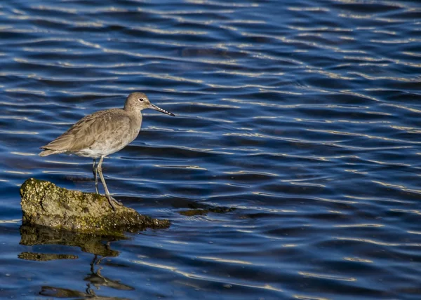 Willet — Stock Photo, Image