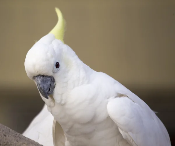 Yellow-Crested Cockatoo — Stock Photo, Image