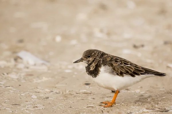 Turnstone — Stock Photo, Image