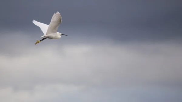 Malý Egret v letu — Stock fotografie