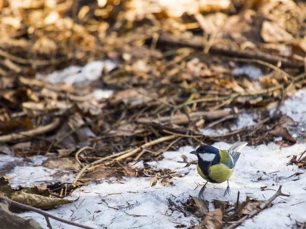 Great Tit — Stock Photo, Image