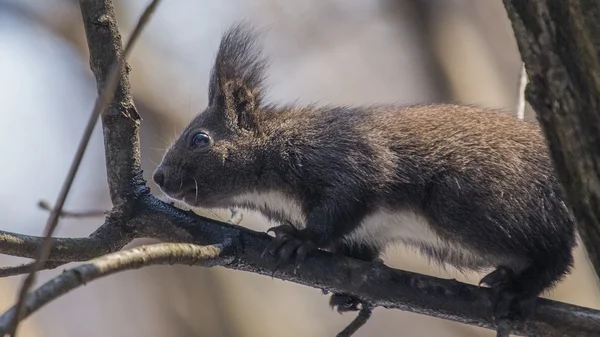 Red squirrel — Stock Photo, Image