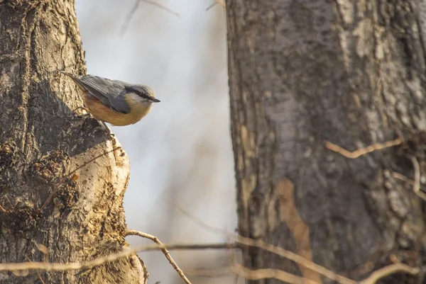 Nuthatch — Stock Photo, Image