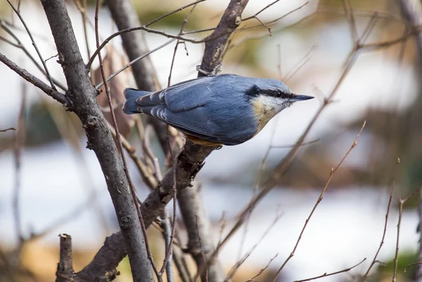 Nuthatch — Stock Photo, Image